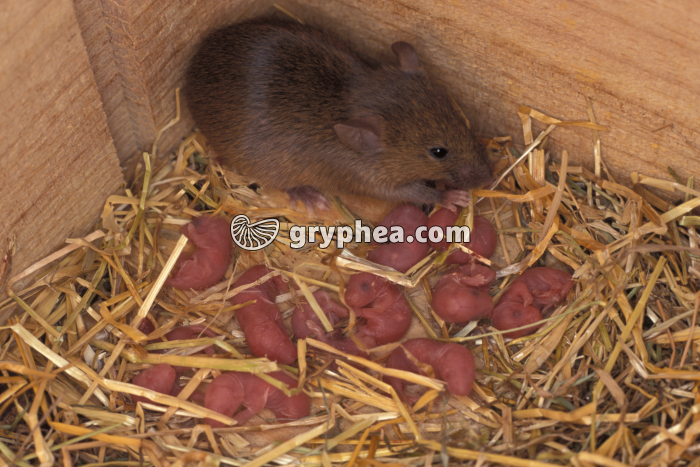 Souris - Mise-bas - gryphea.com